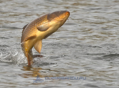 Что делать если карп не клюёт